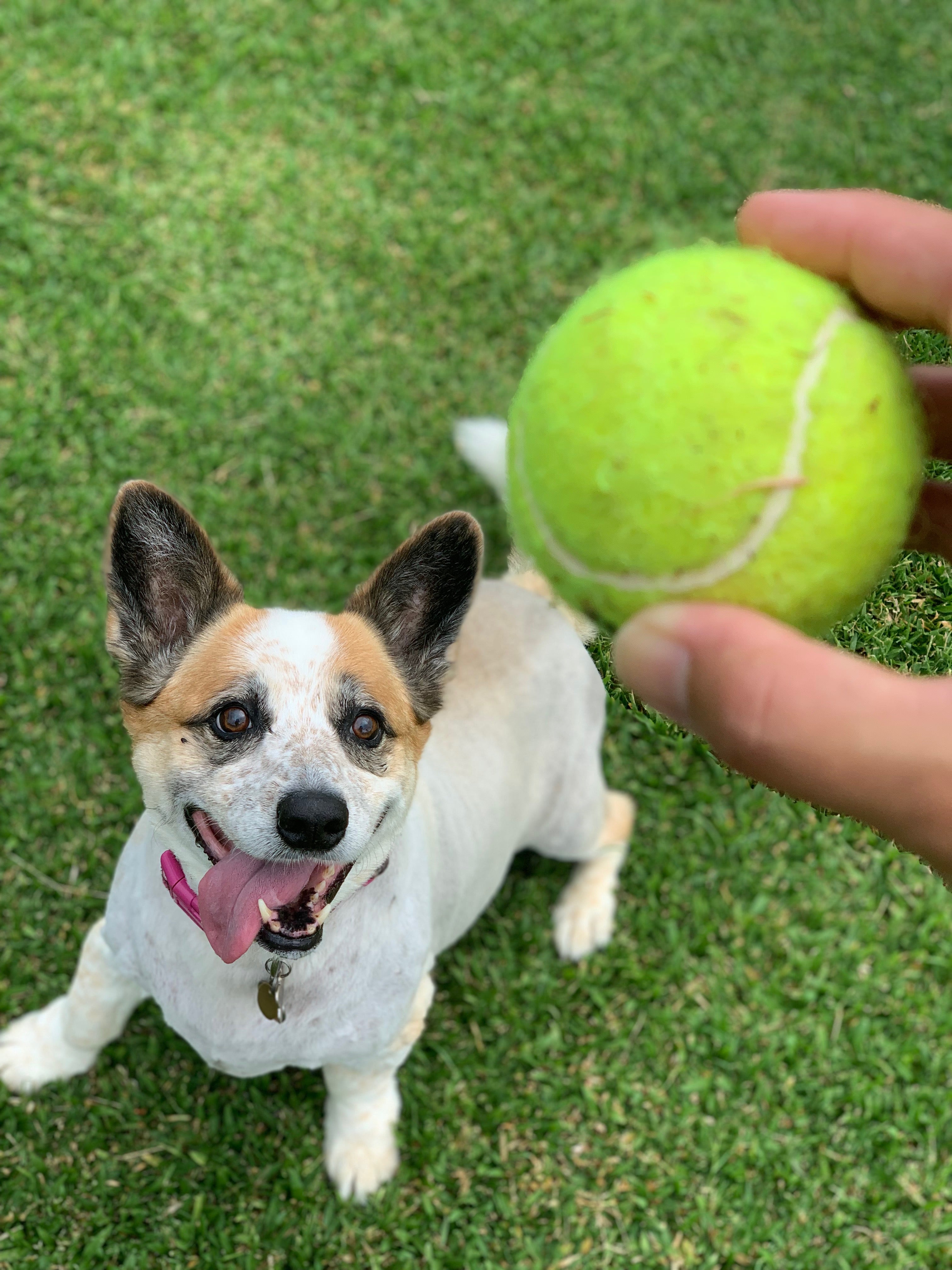 ドッグフード *koha ** 楽天市場】Kennel's Favourite ケンネルズフェイバリット
