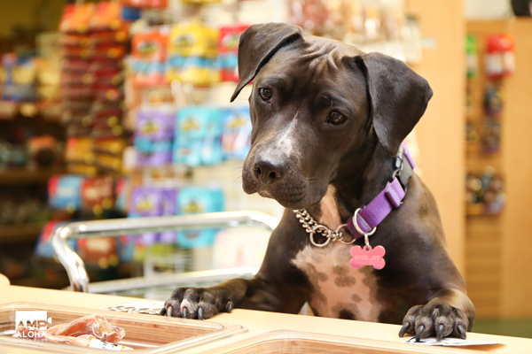 ドッグフード Manoa HI Hypoallergenic Grain Free food for mini dogs | Amanova – Onlyfresh.com
